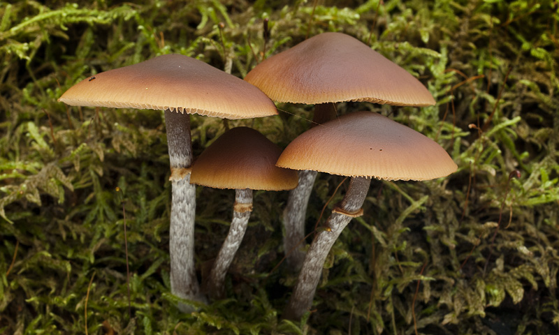 Galerina marginata